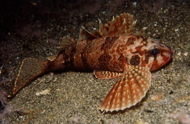 Brachypterois serrulata